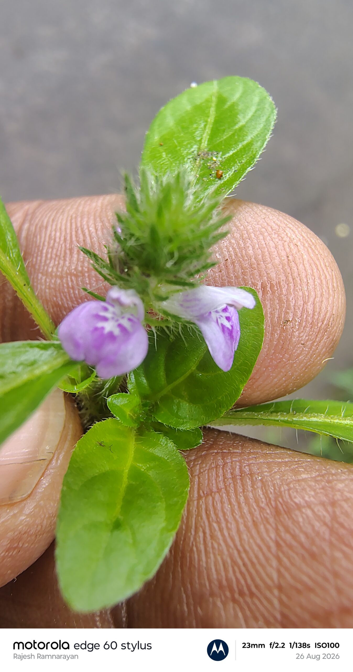 Rostellularia procumbent -Acanthacae (Acanthus family)
