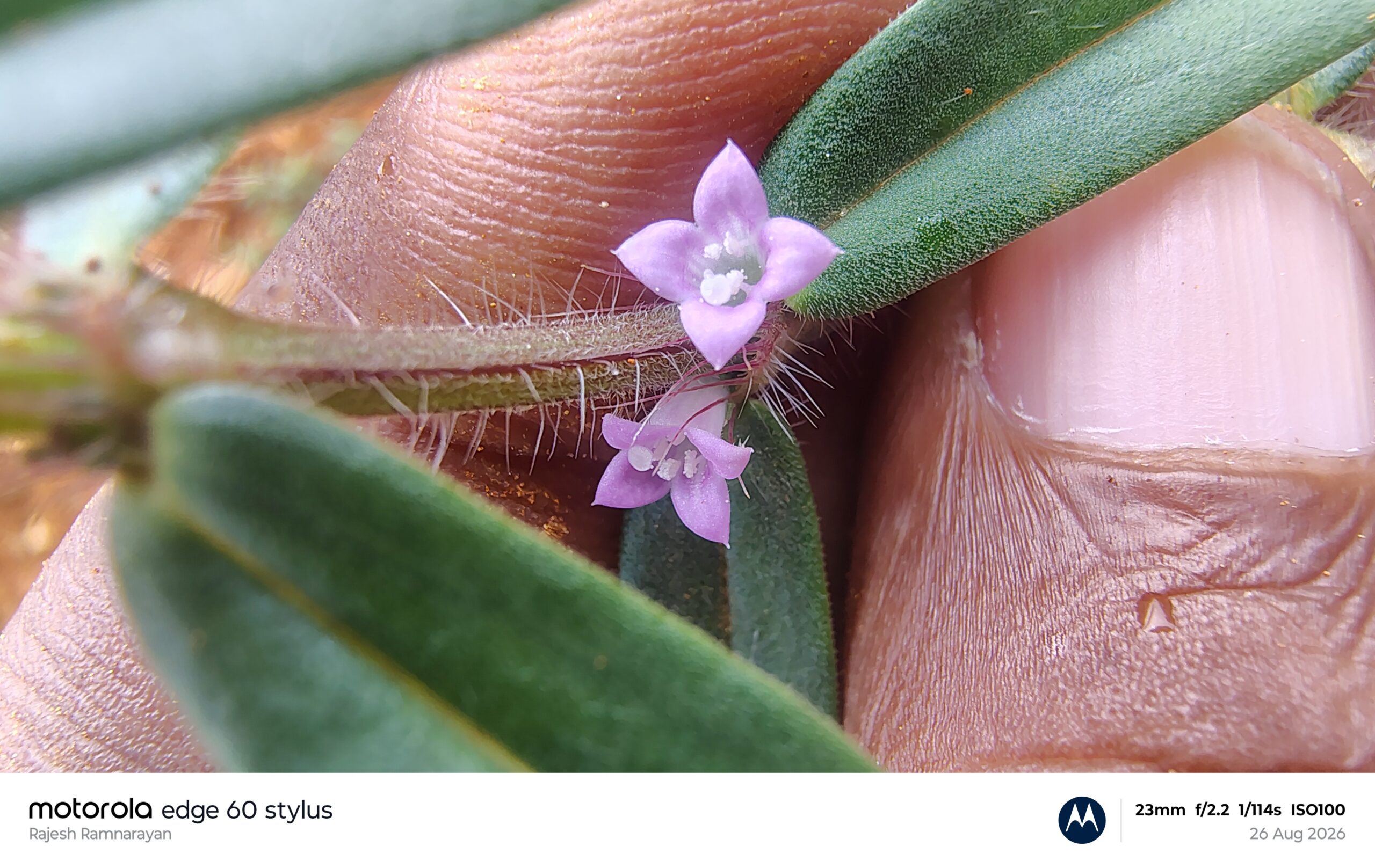 Hexasepalum teres -Rubiaceae (Coffee family)
