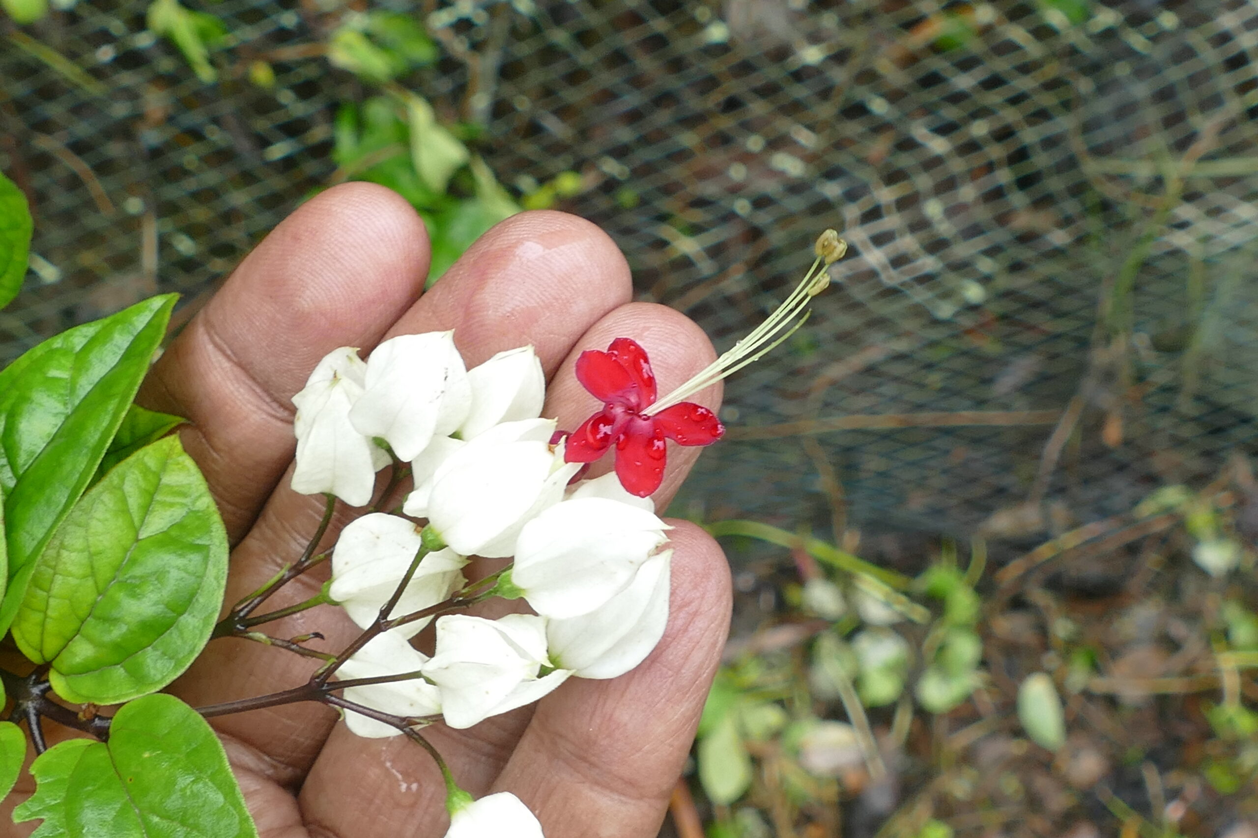 Clerodendrum thomsoniae Verbenanceae (verbena family)