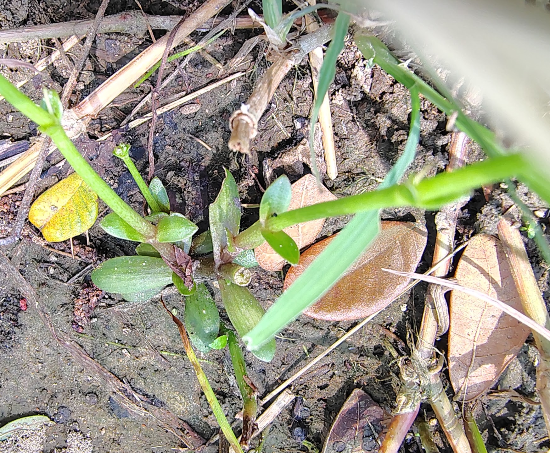 Dopartrium junceum- Scropholariaceae (Plantain family)