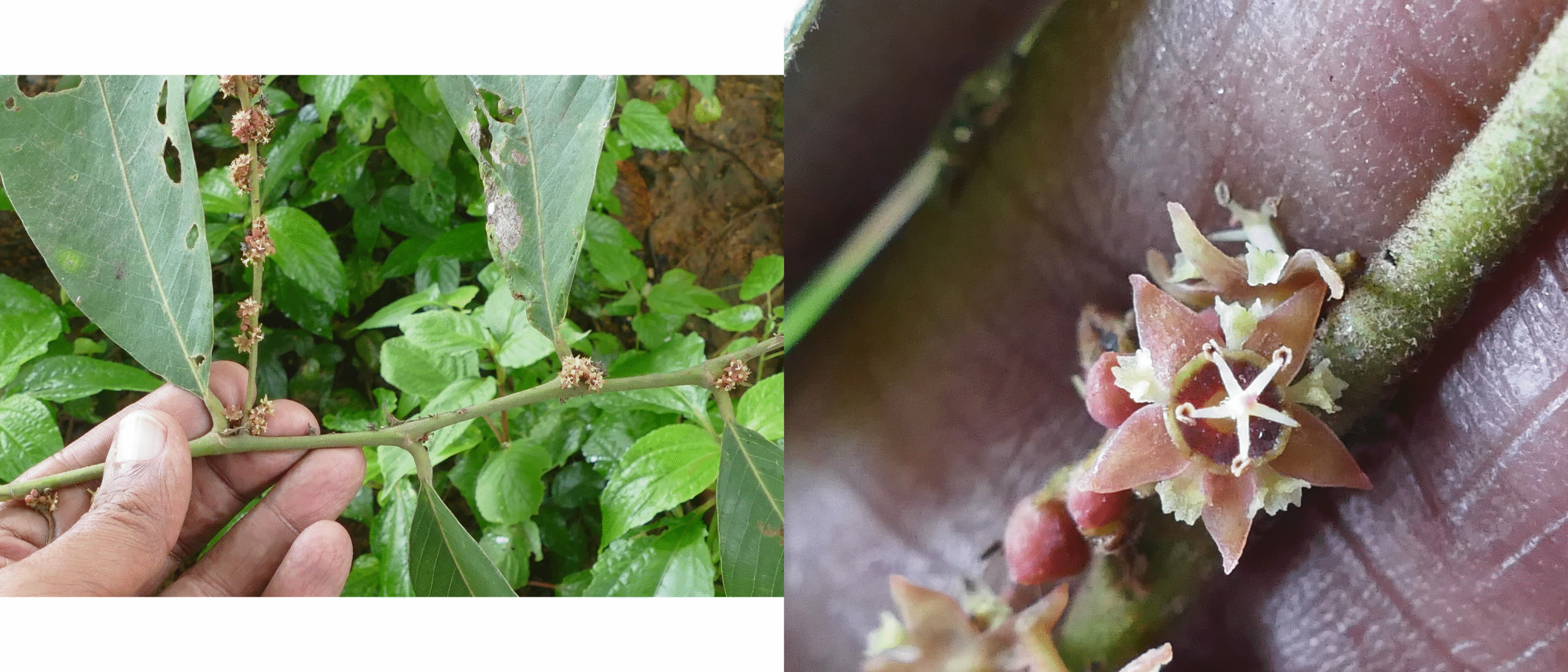 Bridelia retusa- Phyllanthaceae (Amla family)