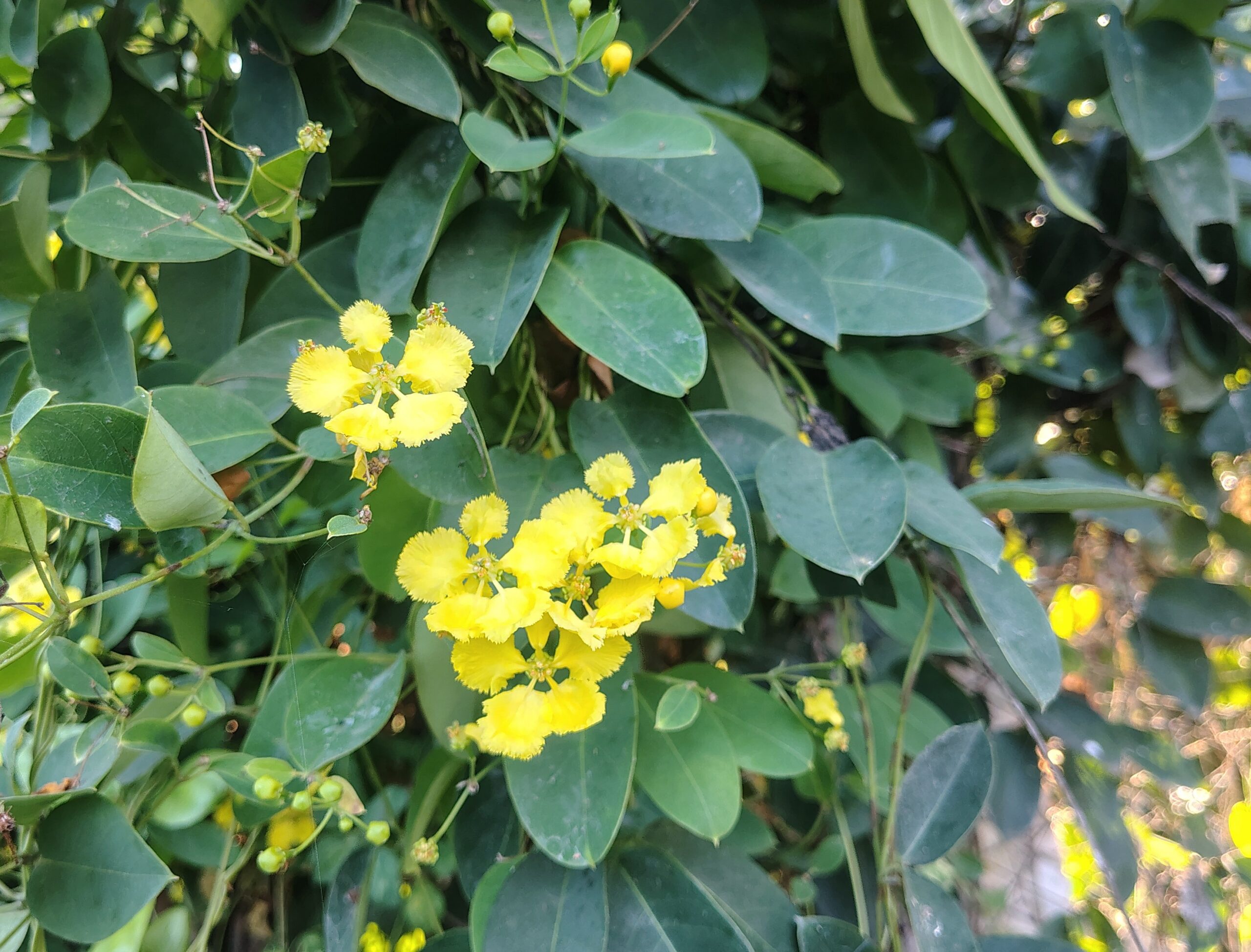 Stigmaphyllon emarginatum – Malpighiaceae (Barbaodos Cherry family)