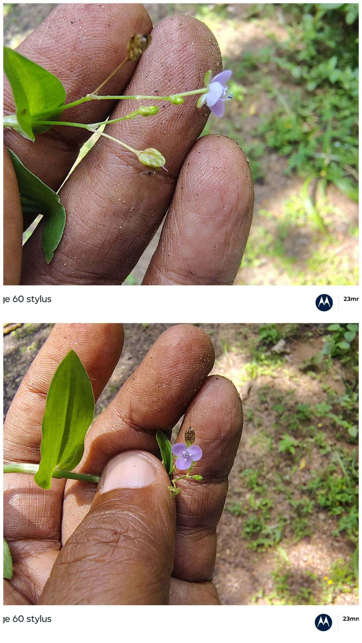 Murdannia spirata- Commelinaceae (Day flower family)