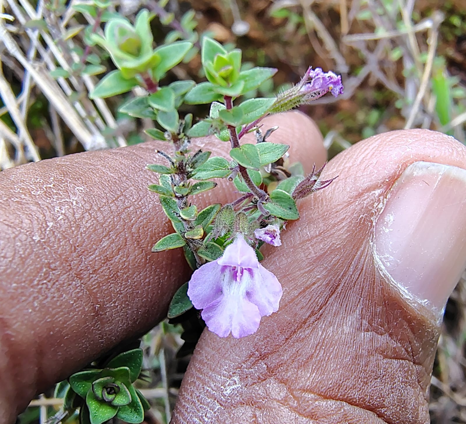 Micromeria biflora- Lamiaceae (Mint family)