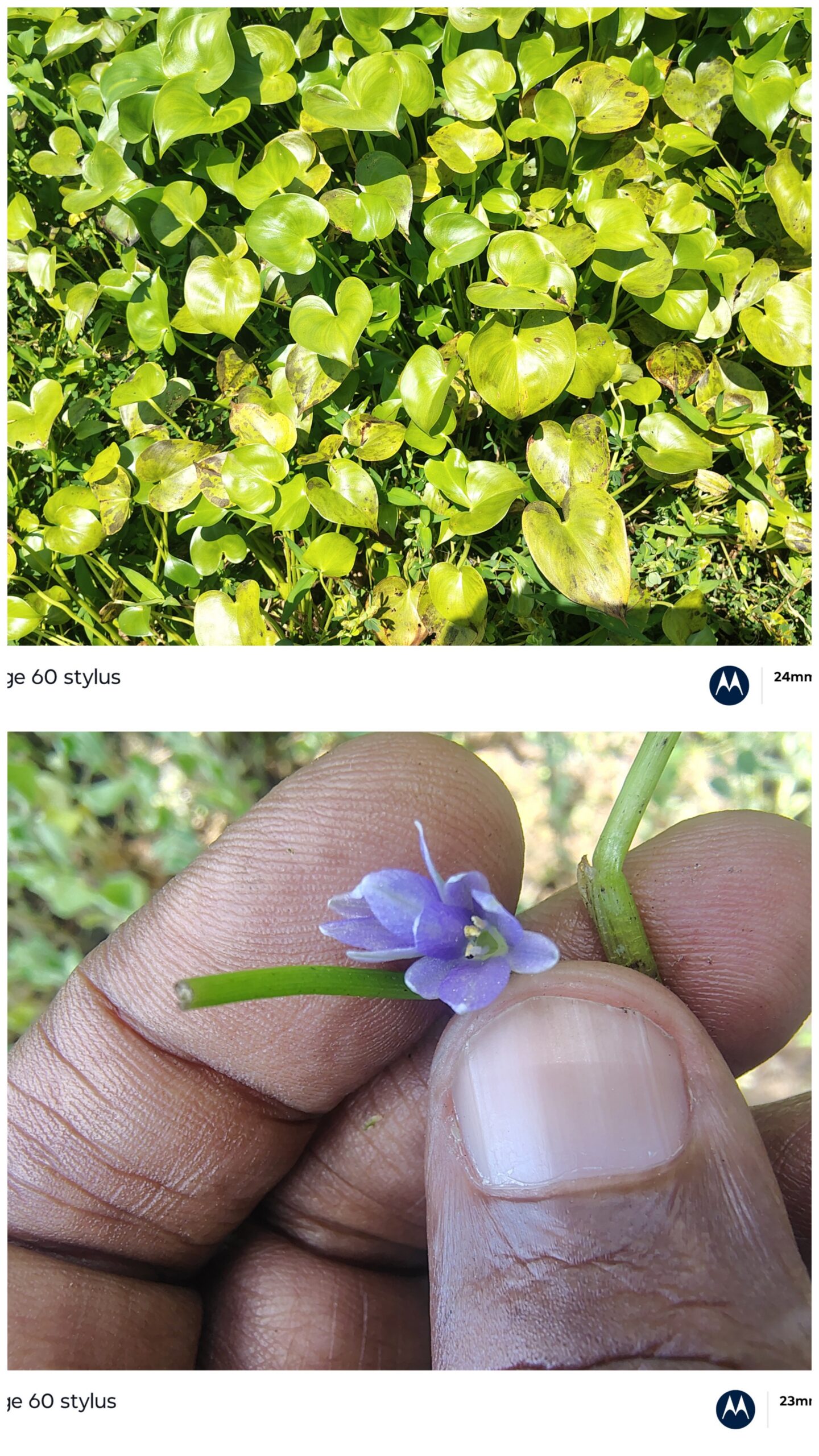 Pontederia vaginalis – Pontederiaceae (Pickerel weed family)