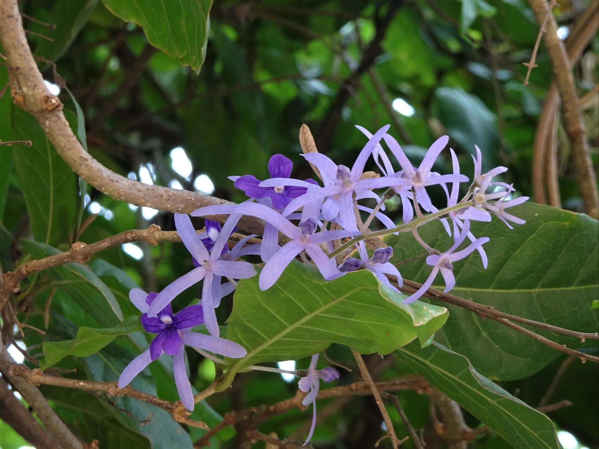 Petrea volubilis -Verbenaceae- (Verbenia family)