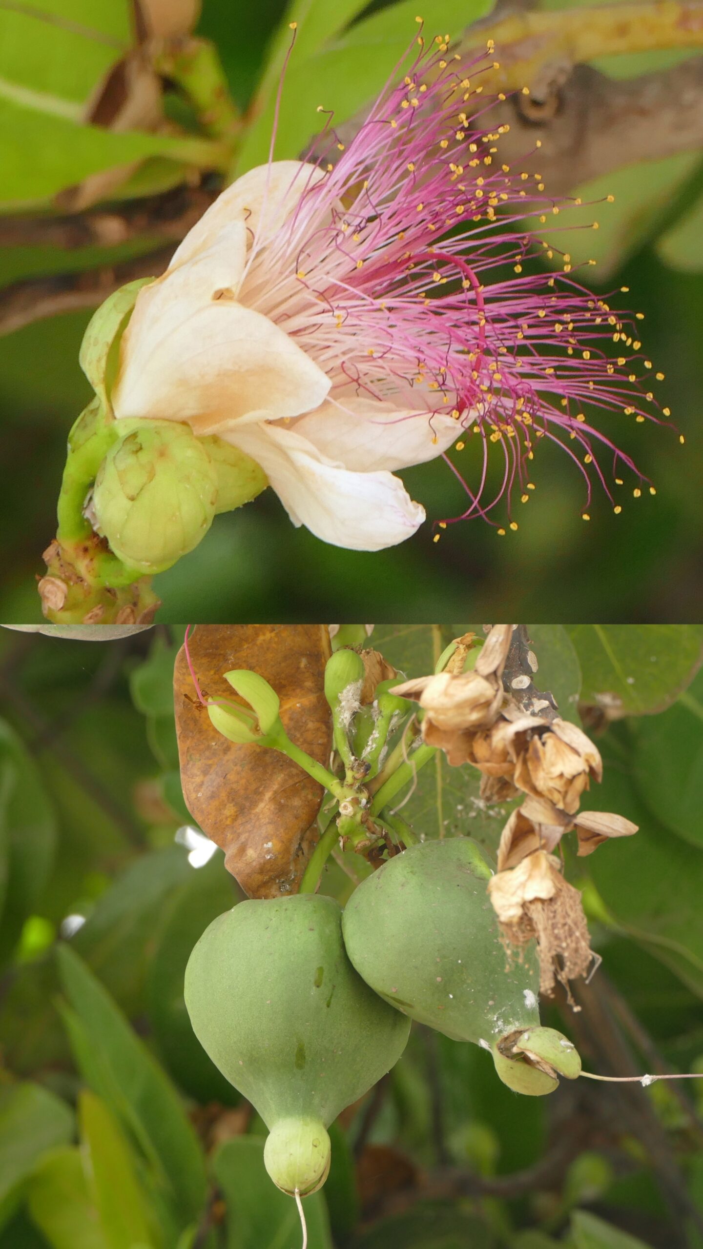 Careya arborea -Lecythidaceae (Brazilnut family)