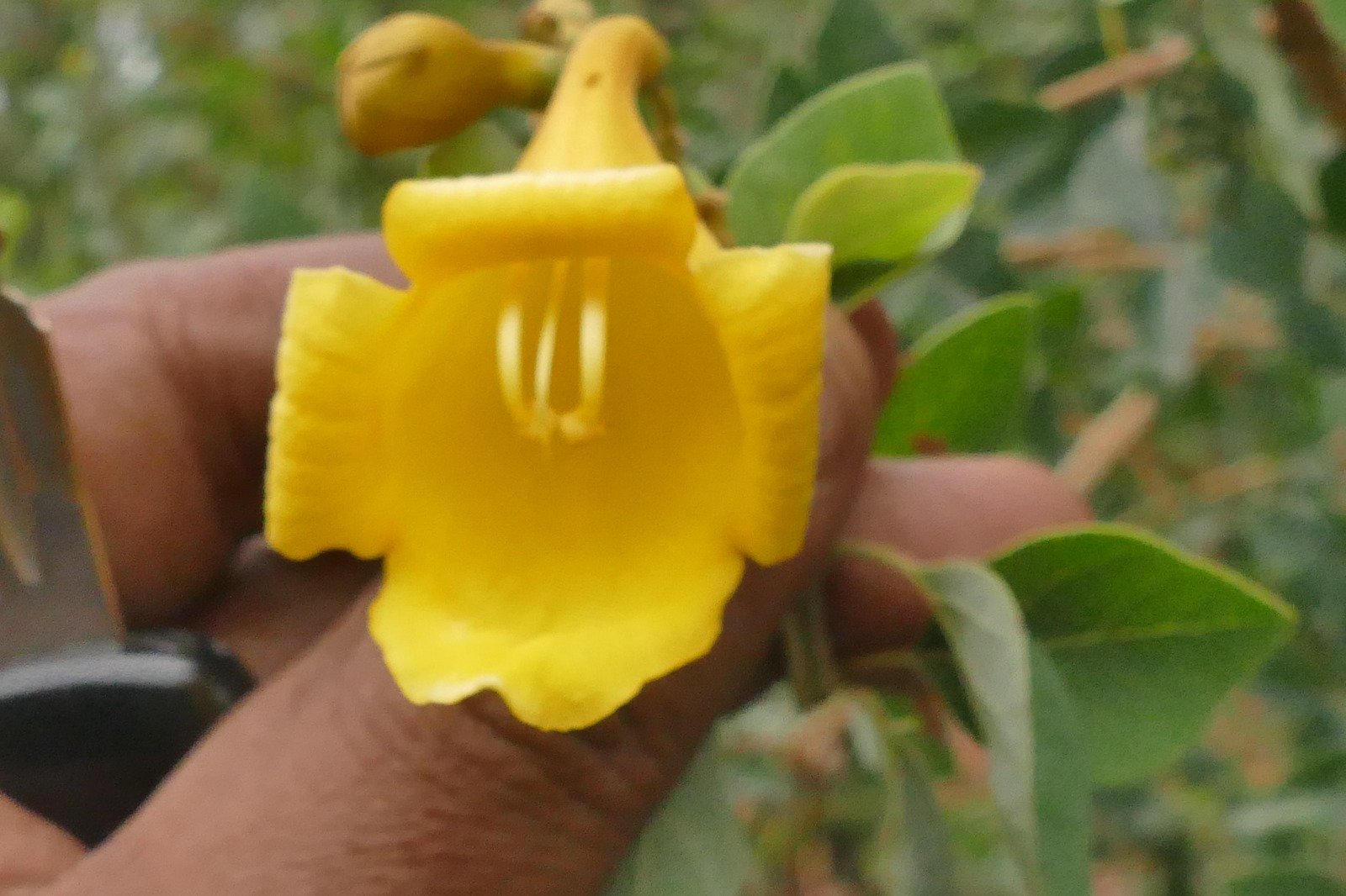 Gmelina asiatica- Verbenaceae (Verbenia family)