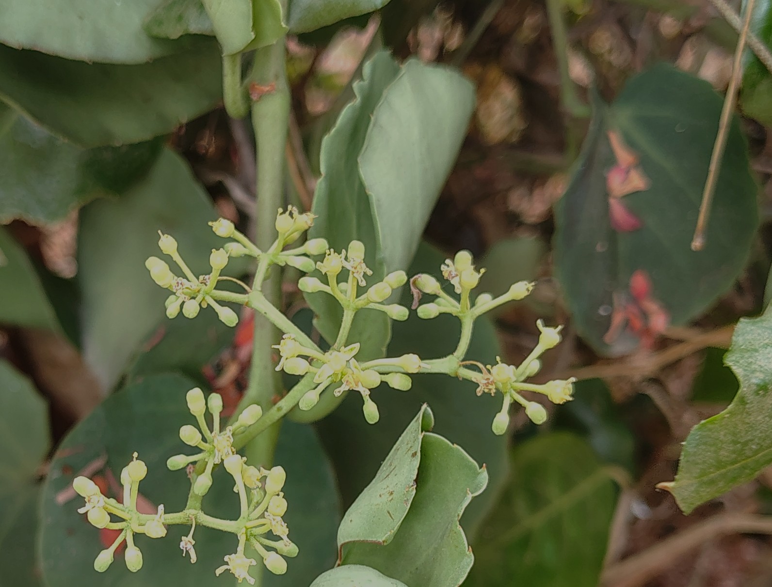 Cissus rotundifolia -Vitaceae (Grape family)