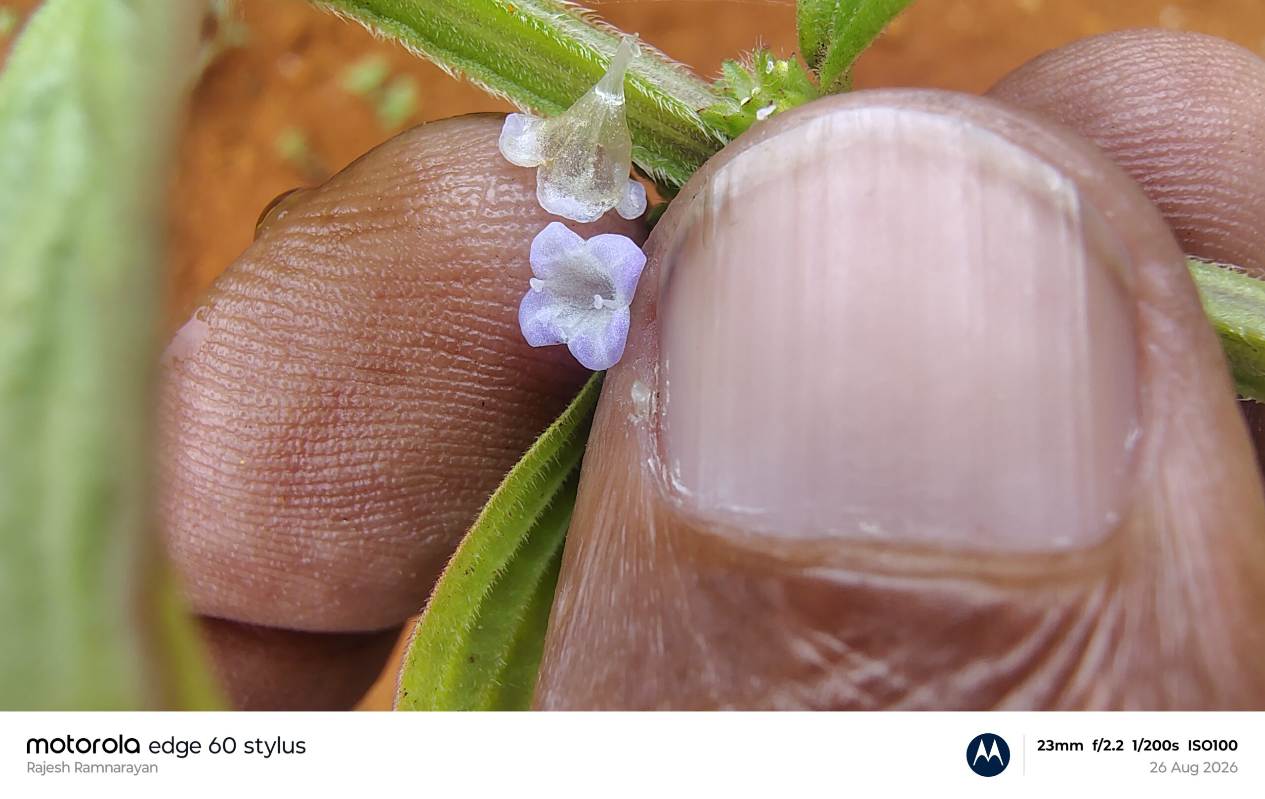 Spermacoce latifolia- Rubiaceae (Coffee family)