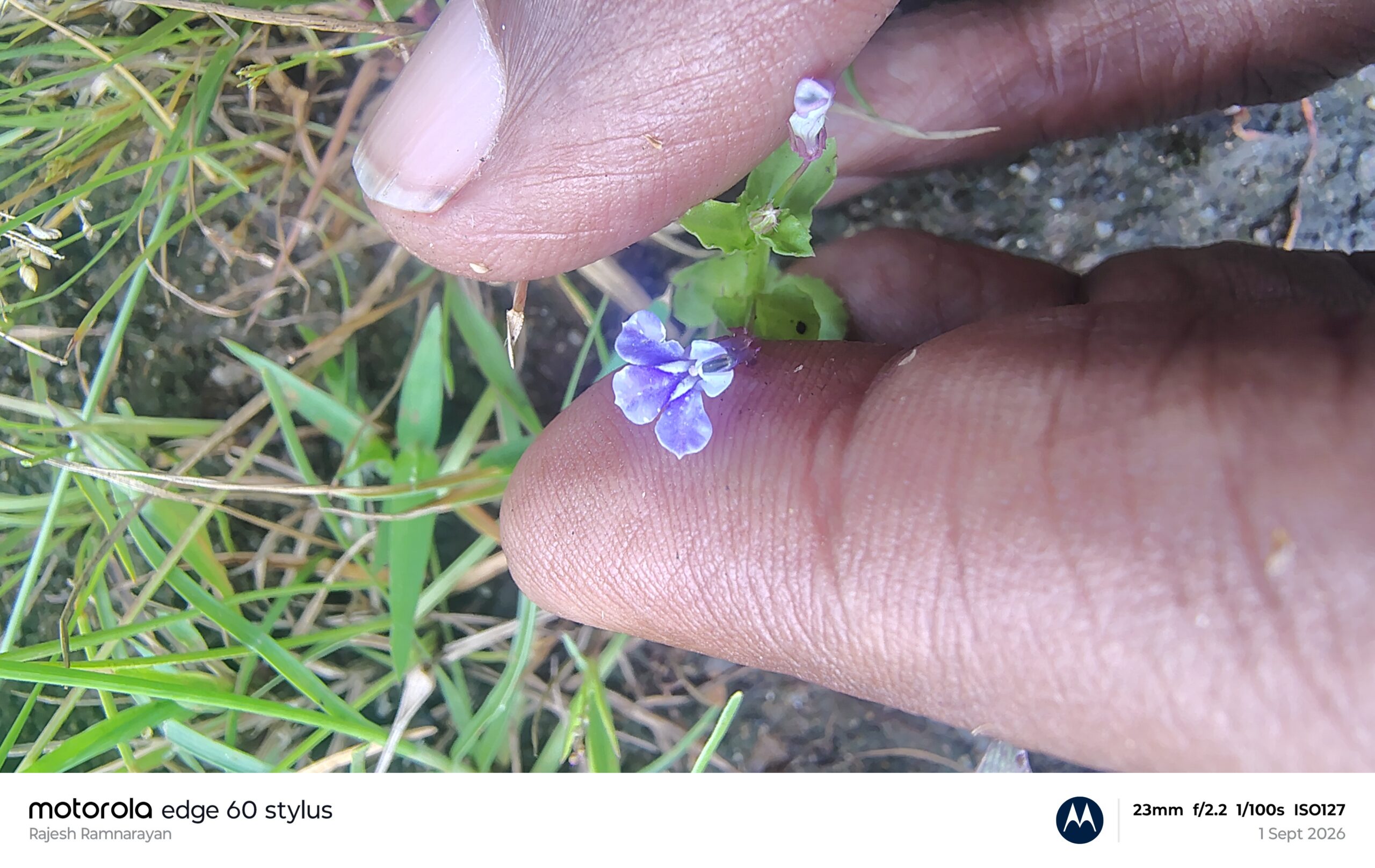 Lobelia alsinoides -Campanulaceae (Bellflower family)