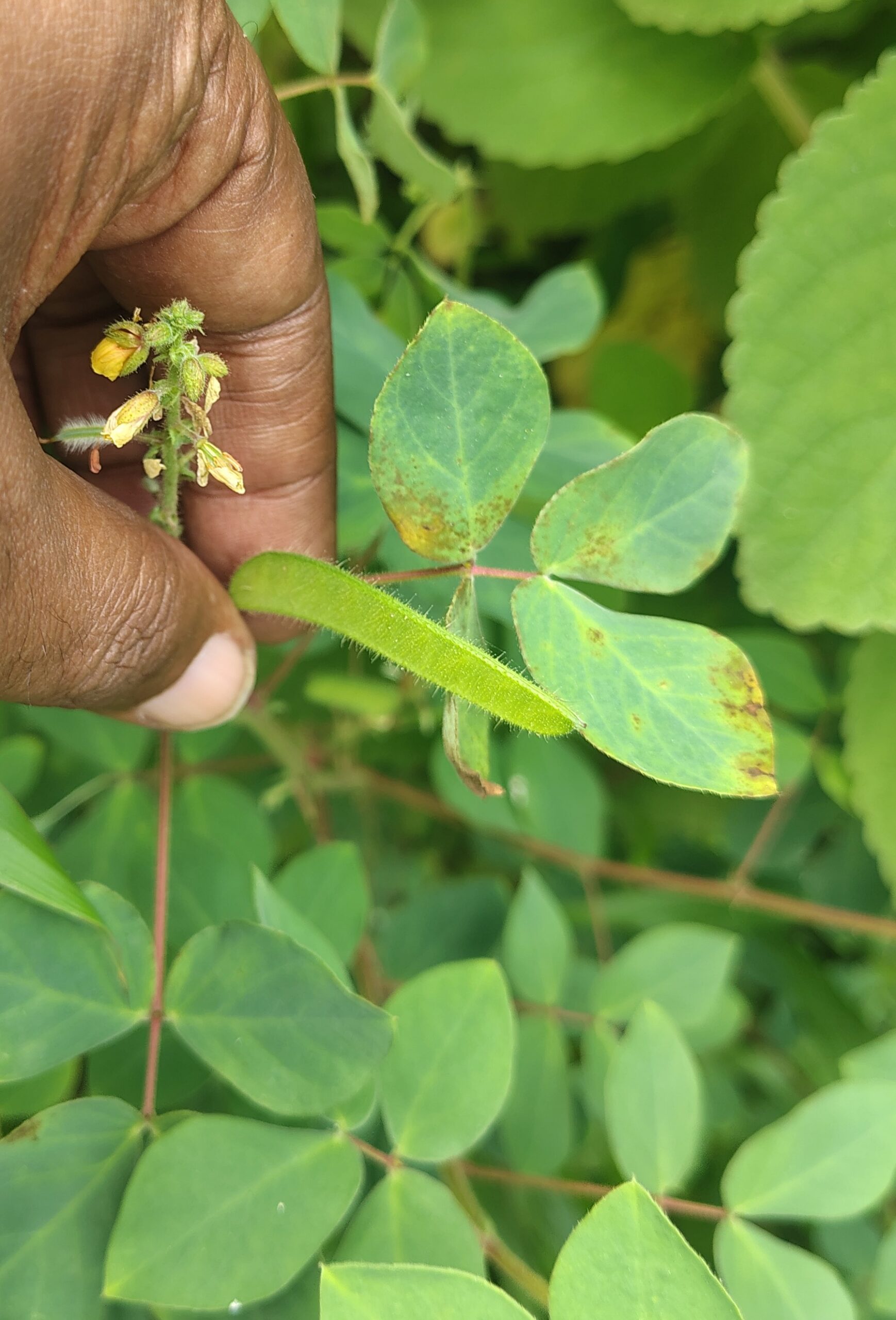 Chamaecrista absus- Caesalpiniaceae (Gulmohar family)