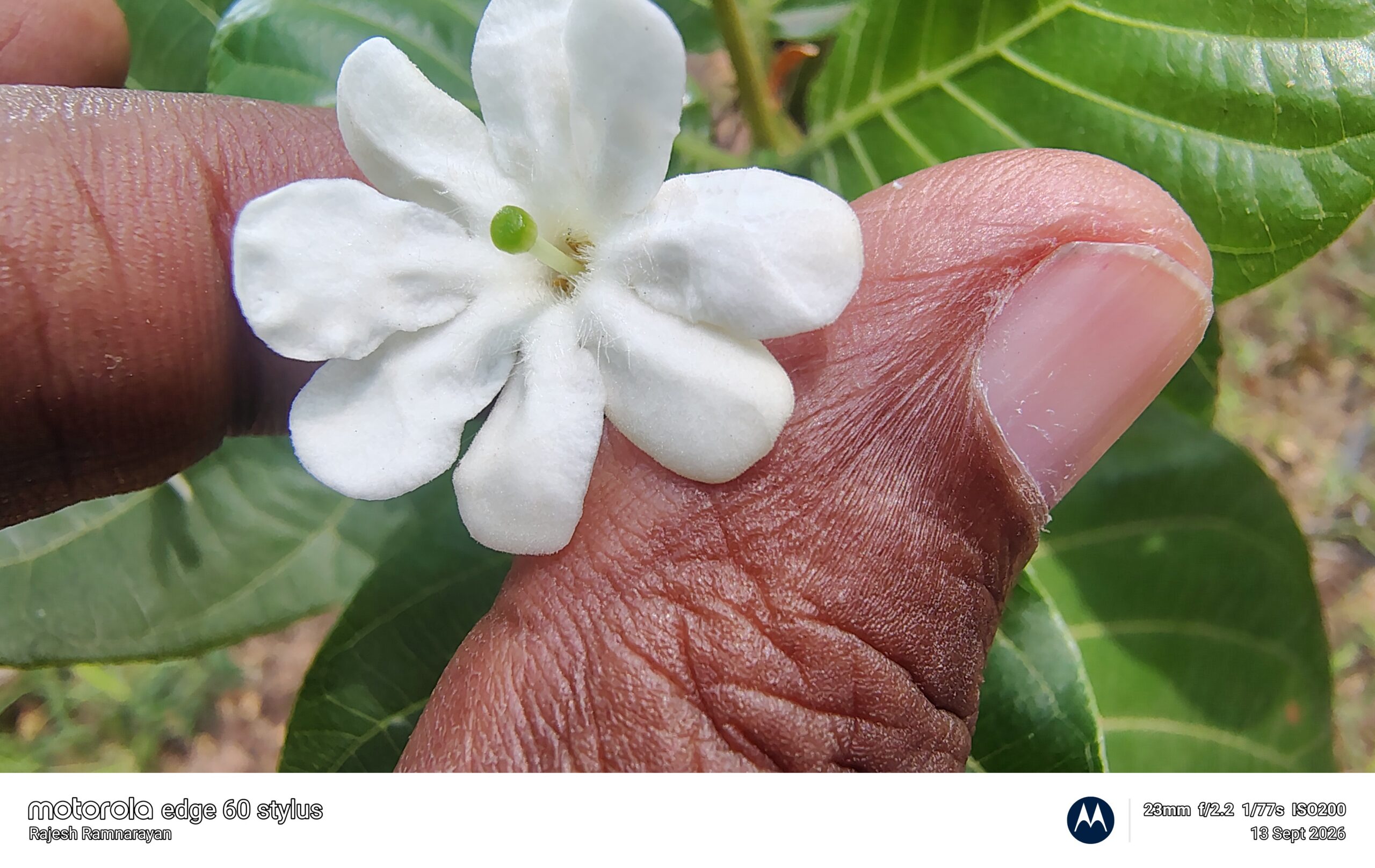 Geuttarda speciosa- Rubiaceae (Coffee family)
