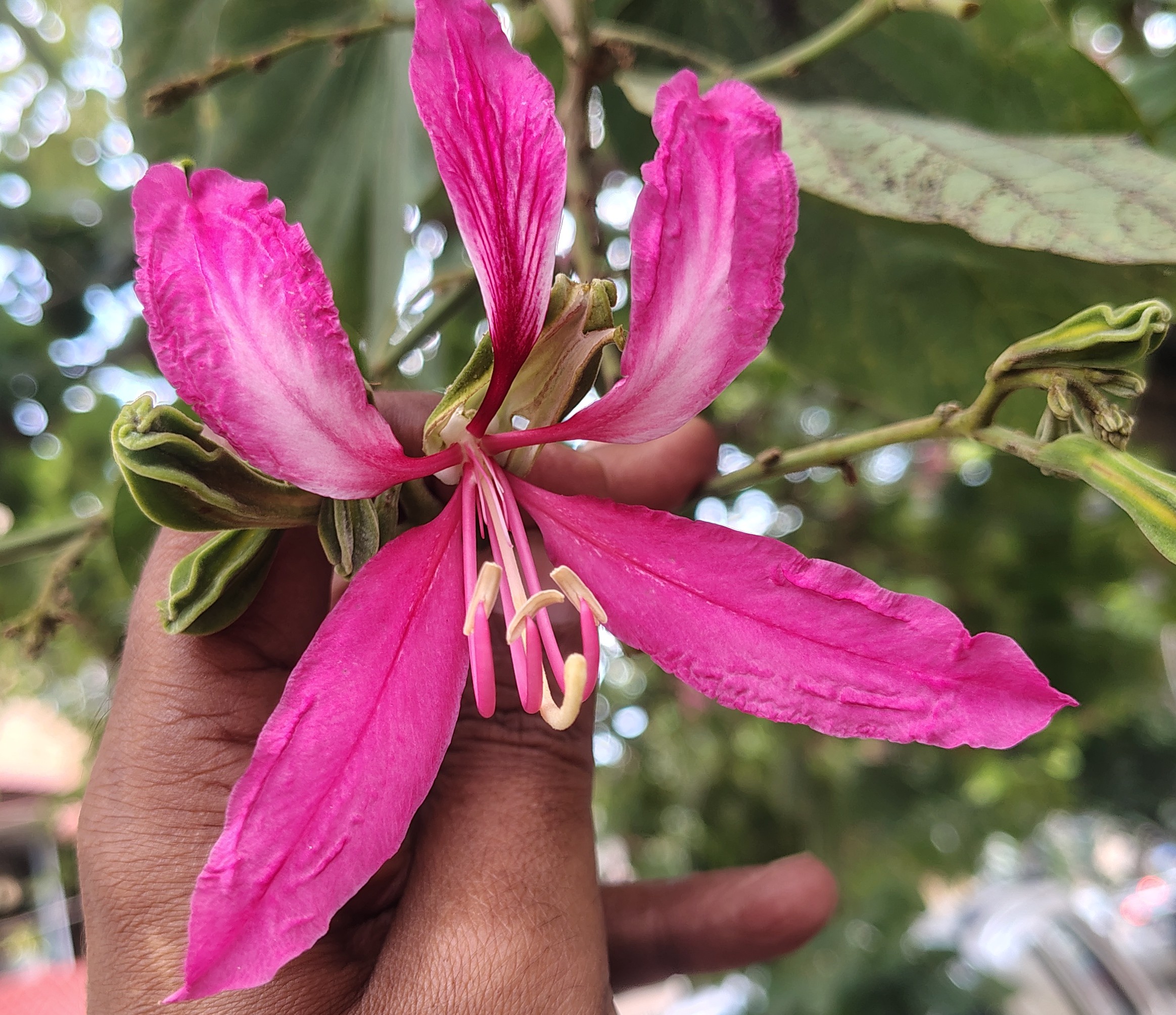 Bauhinia purpurea- Caesalpiniaceae (Gulmohar family)