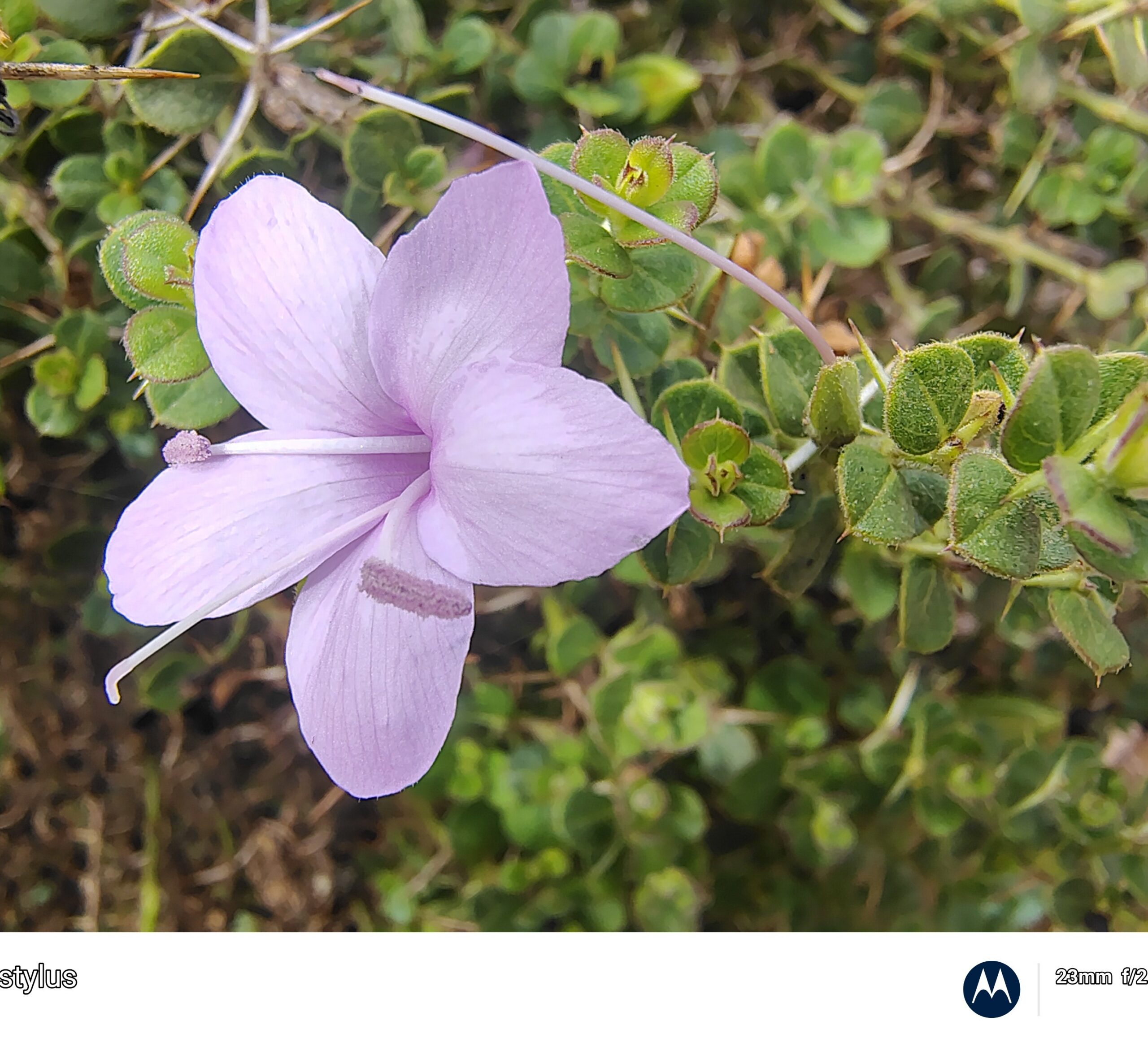 Barleria mysorensis- Acanthaceae (Acanthus family)