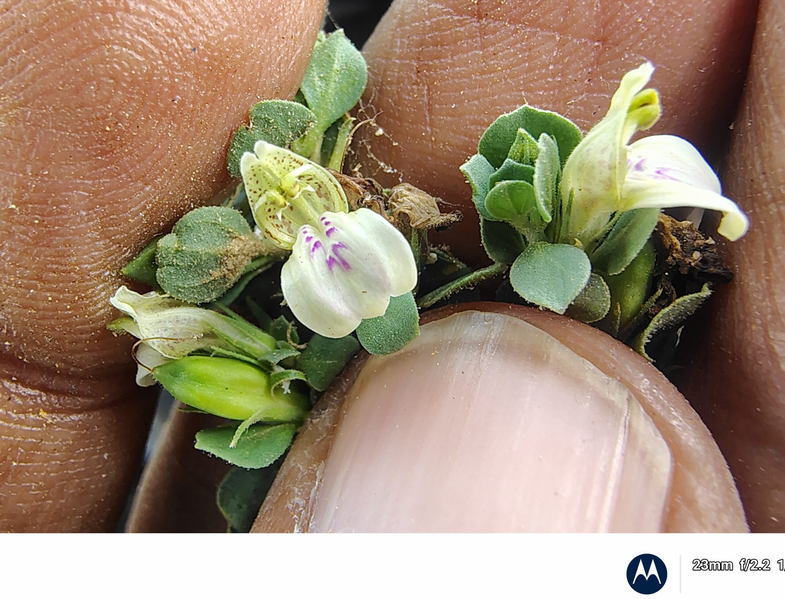 Justicia glauca- Acanthaceae (Acanthus family)