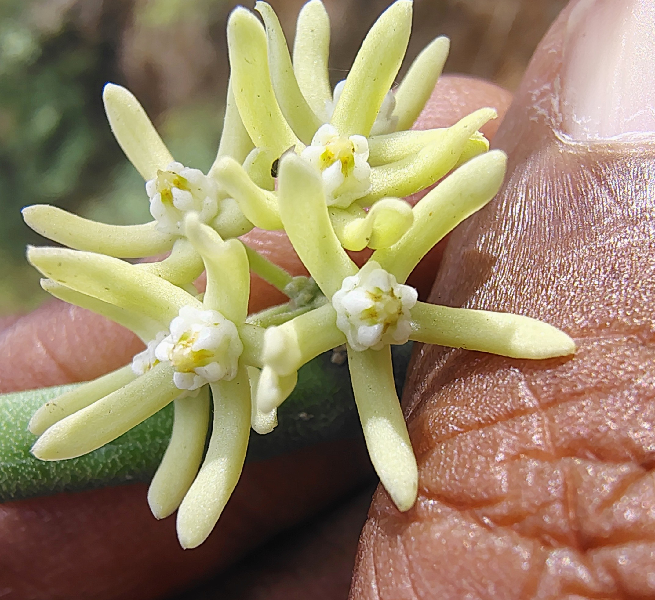 Cynanchum sarcomedium- Apocynaceae (Oleander family)