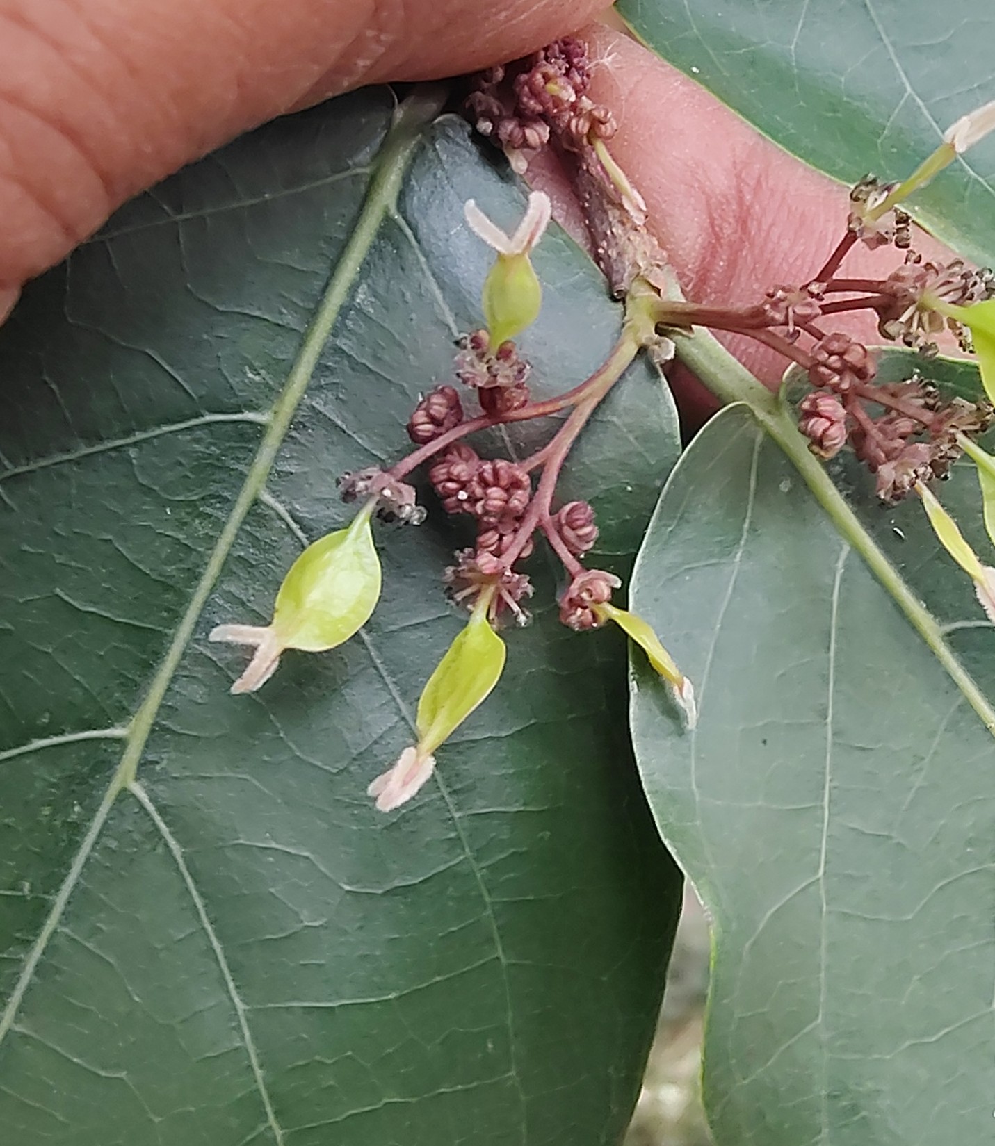 Holoptelea integrifolia- Ulmaceae (Elm family)