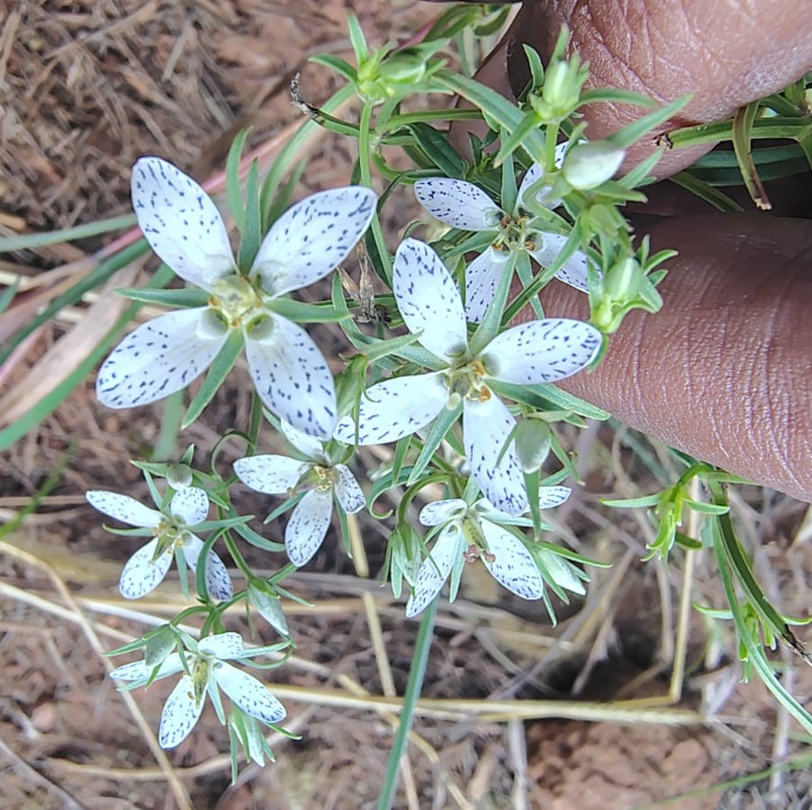 Swertia angustifolia – Gentianaceae (Gentian family)